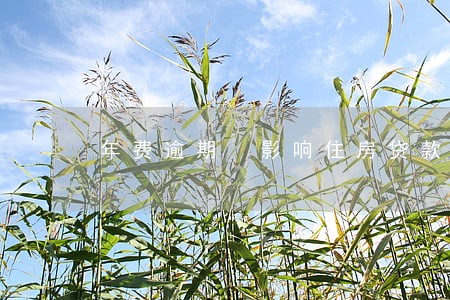 年费逾期 影响住房贷款 年费逾期 影响住房贷款